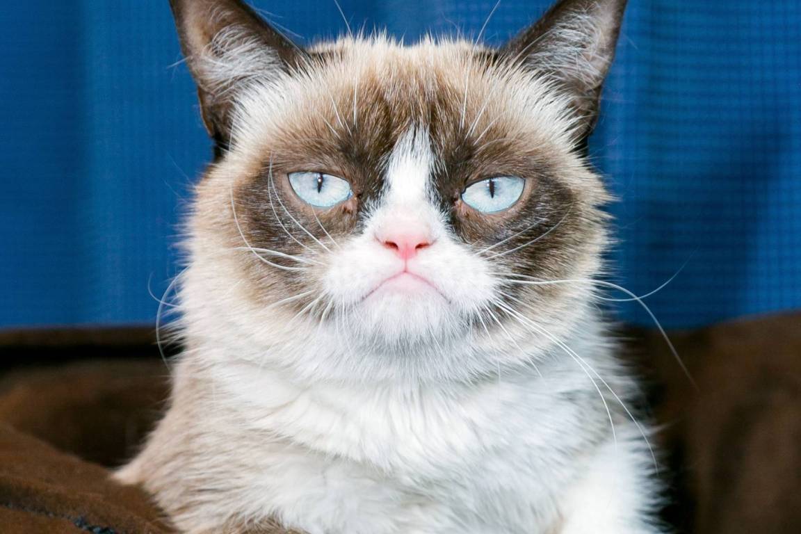 immagine articolo Chi ha ucciso i gatti star?