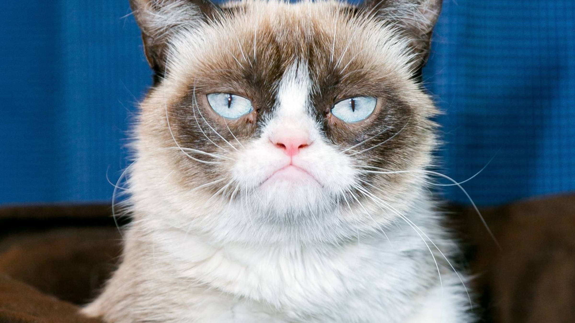immagine di copertina per articolo Chi ha ucciso i gatti star?